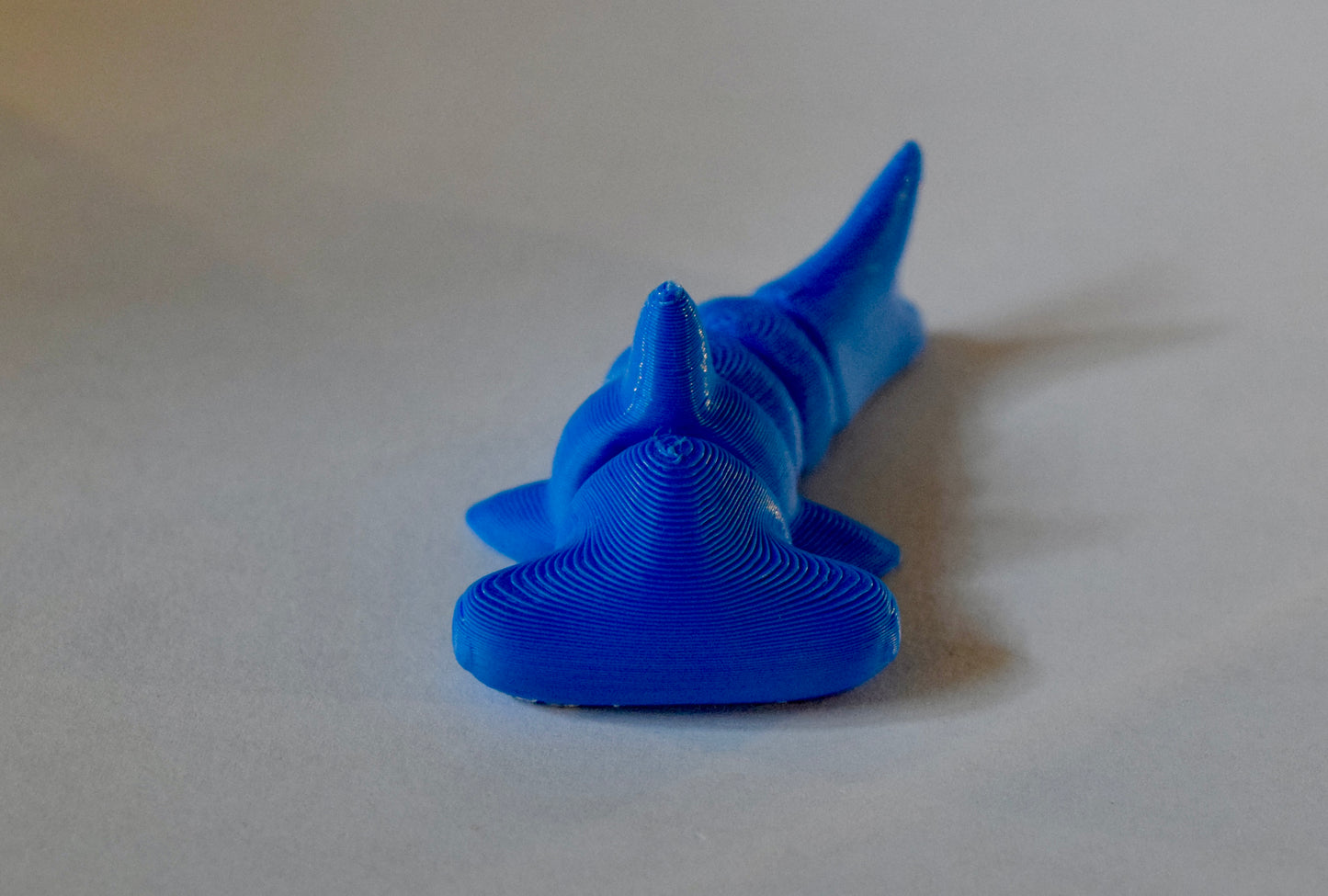 Small Hammerhead Shark